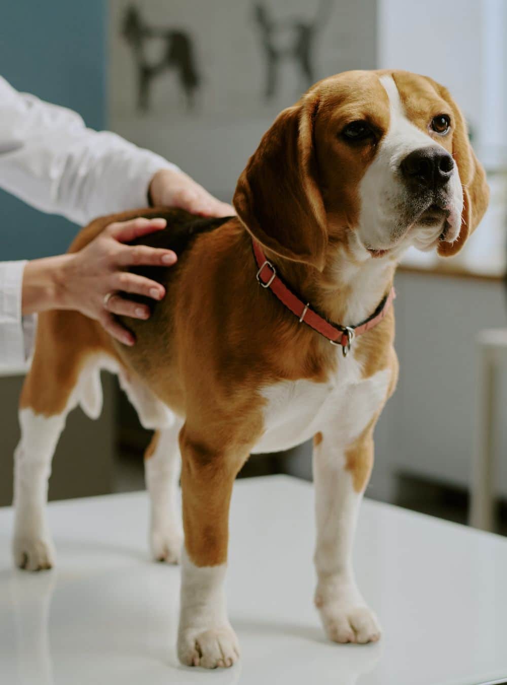 A dog is being checked by a veterinarian