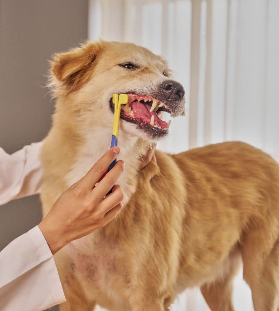 Veterinarian brushing dog's teeth with toothbrush