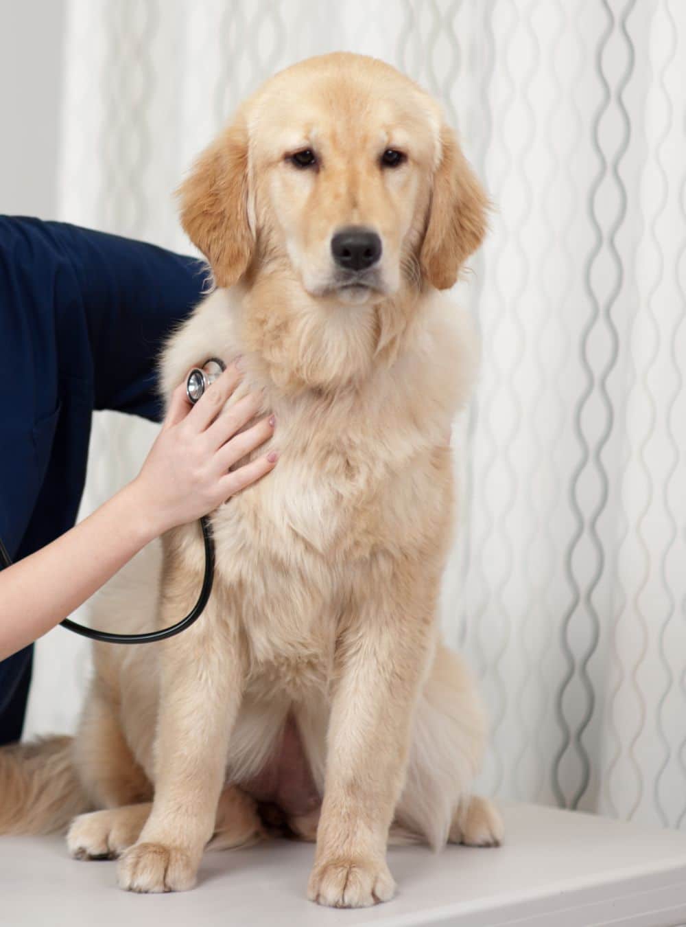 A vet examining a dog