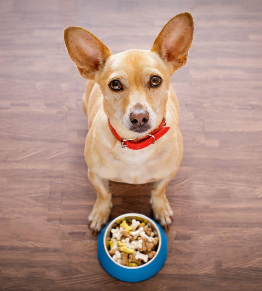 Hungry dog with Food Bowl