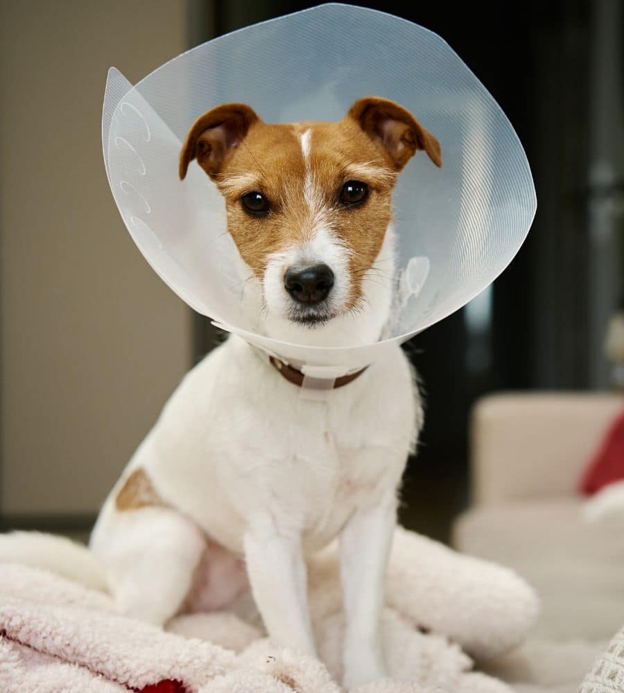 A dog wearing a protective cone